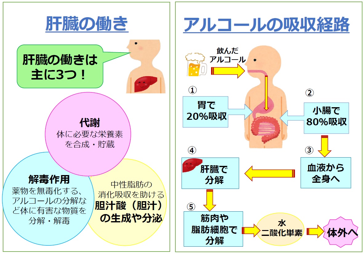 沖縄県の肝疾患からみるアルコール摂取～お酒との上手な付き合い方～【管理栄養士コラム】